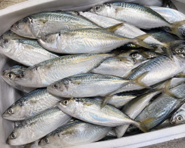 ChatGPT Image Jul 21, 2026 at 05_46_18 PM IKAN KEMBUNG 4/6 1KG