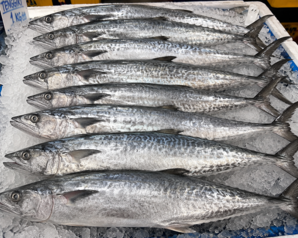 IKAN TENGGIRI 500/700 1KG