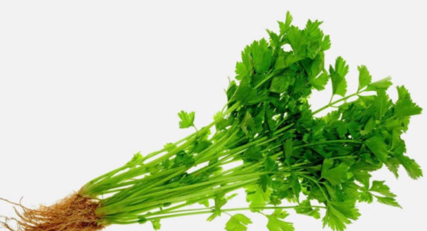 DAUN SELOM 1KG
