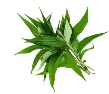 DAUN KESUM 10KG