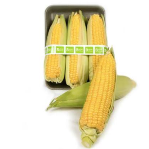 PLATE CORN 1BOX