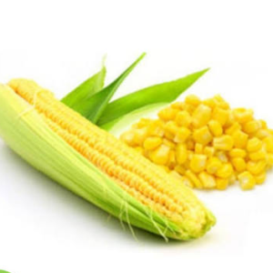 JAGUNG MANIS 1PCS