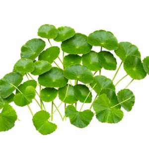 DAUN PEGAGA 100G