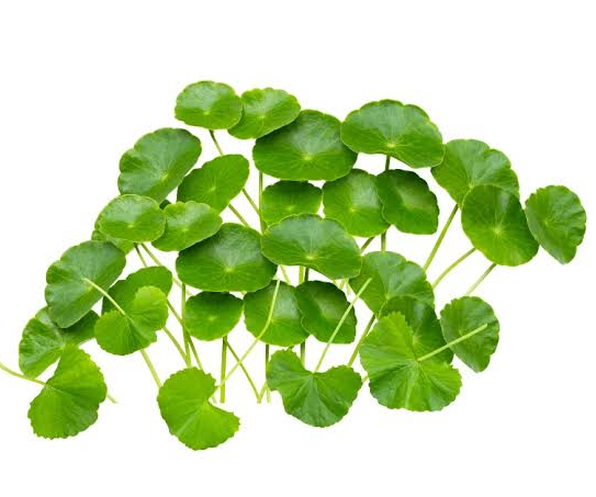 DAUN PEGAGA 100G