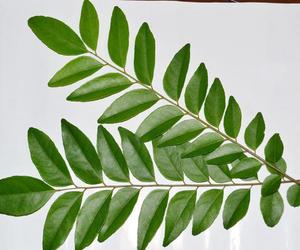 DAUN KARI JOHOR 100G