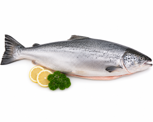 ChatGPT Image Jul 19, 2026 at 11_45_19 PM ATLANTIC SALMON WHOLE 5/6 (NO GLAZING)