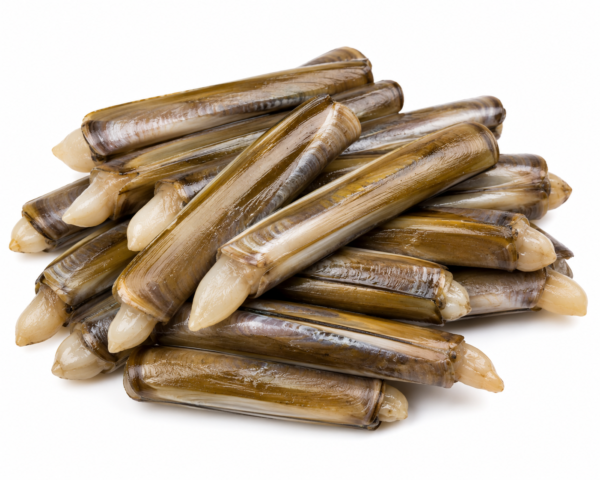 ChatGPT Image Jul 20, 2026 at 12_11_59 AM RAZOR CLAM 1KG