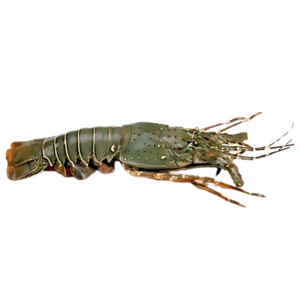 GREEN LOBSTER 200/400